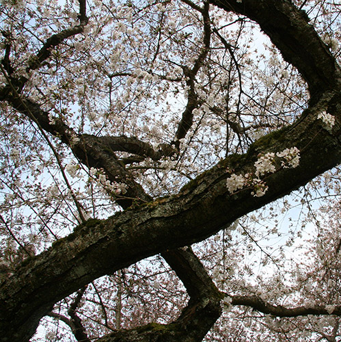 Final Cherry tree.jpg